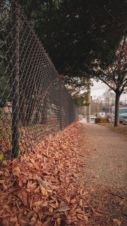 アストリア, ニューヨーク, 乾燥した葉の無料の写真素材