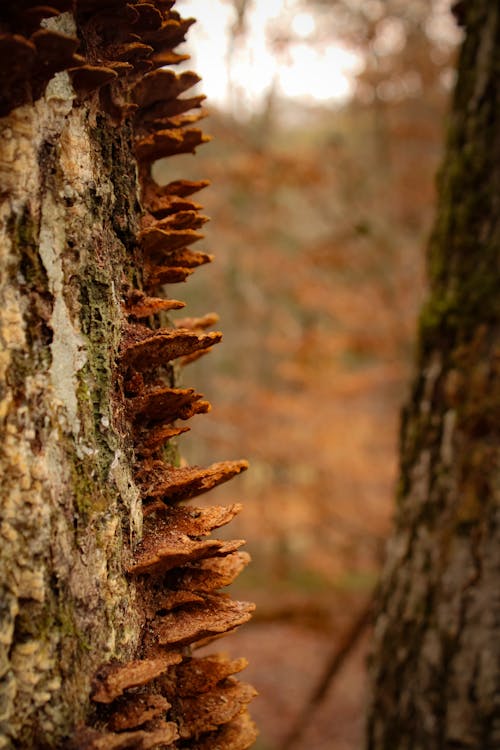 Бесплатное стоковое фото с грибы, лес, лесной гриб