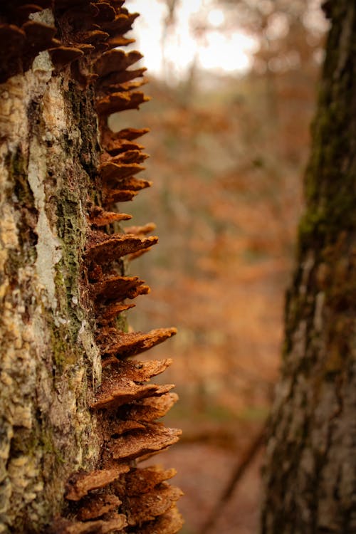 Ilmainen kuvapankkikuva tunnisteilla metsä, metsän kasvua, metsäsieni