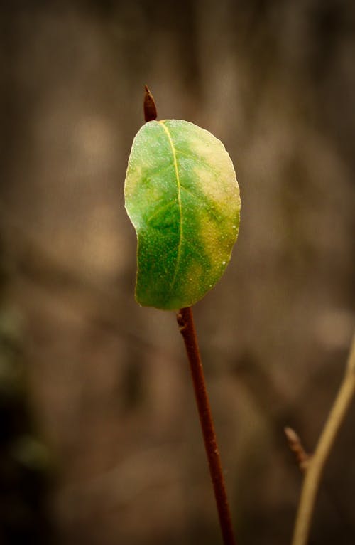 Бесплатное стоковое фото с зеленый лист, лист, макросъемка