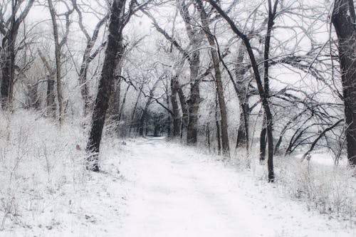 下雪的, 大雪覆盖, 大雪覆盖的地面 的 免费素材图片