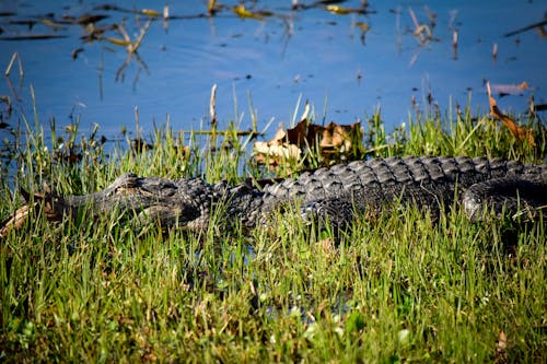 Gratis stockfoto met alligator, alligators, beest