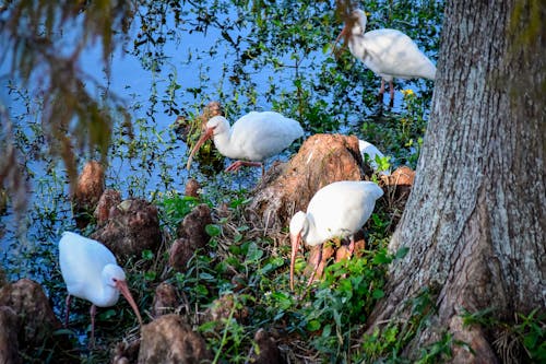 Gratis stockfoto met beest, natuur, prachtige natuur