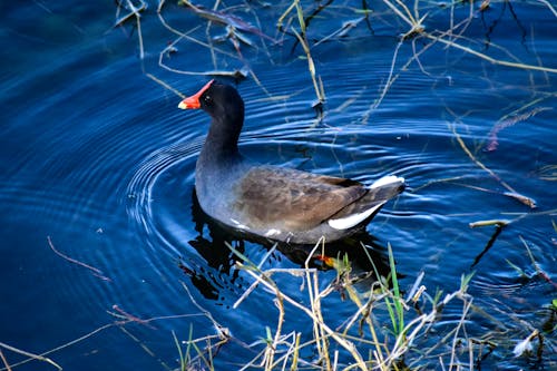 Gratis stockfoto met vogel, watervogel, watervogels