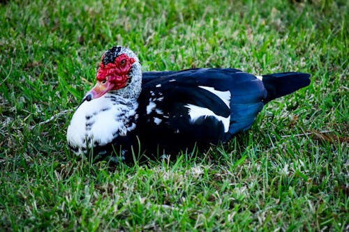 Gratis stockfoto met prachtige natuur, vogel