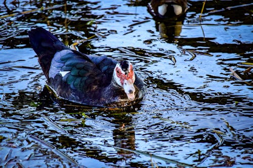 Gratis stockfoto met beest, mooi dier, natuur