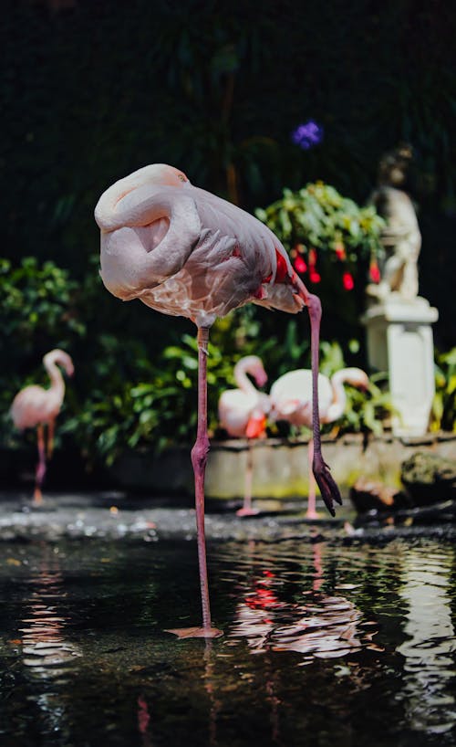 公園, 動物攝影, 垂直拍摄 的 免费素材图片