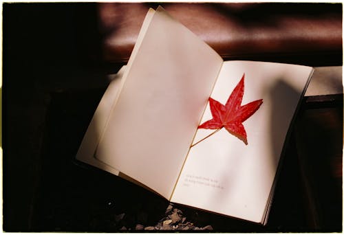 Fallen Leaf on Blank Page of Book