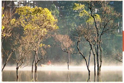 Fotos de stock gratuitas de agua, arboles, barca