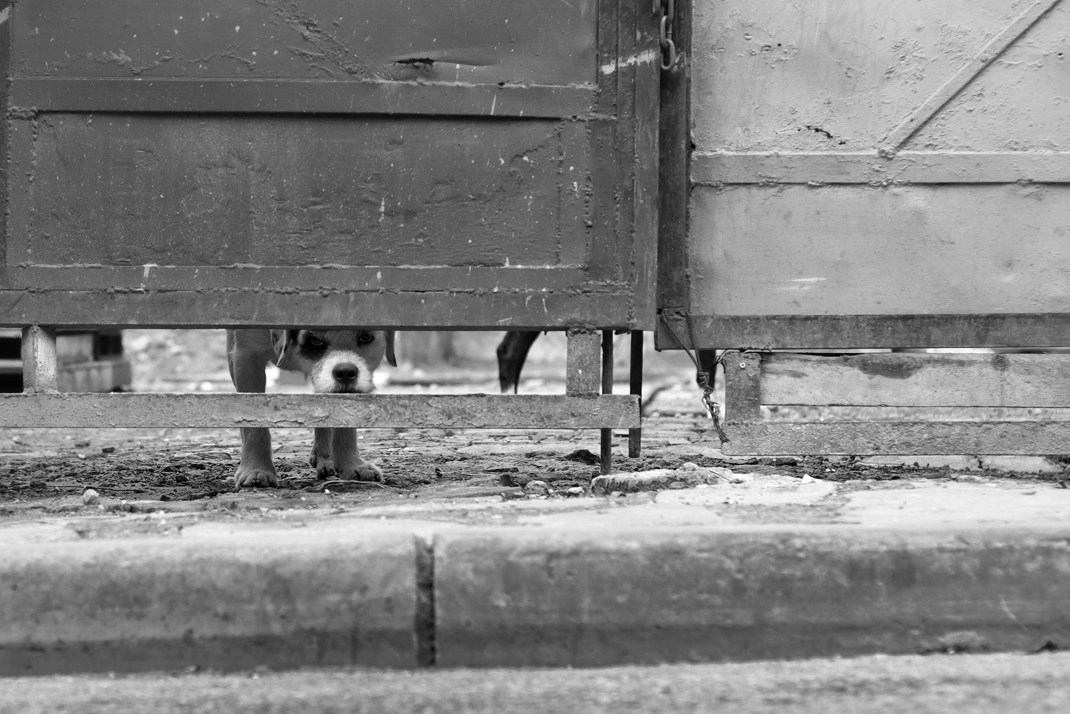 Puppy behind Gap in Gate