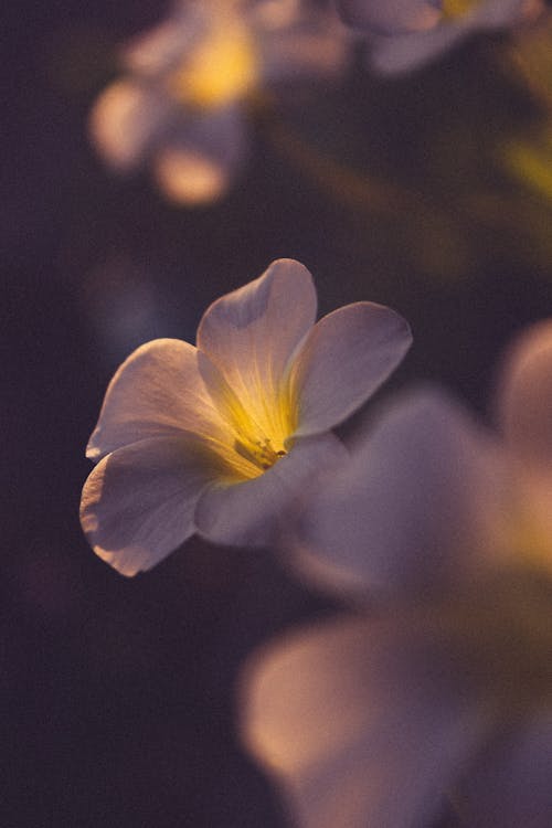 White Flowers Petals