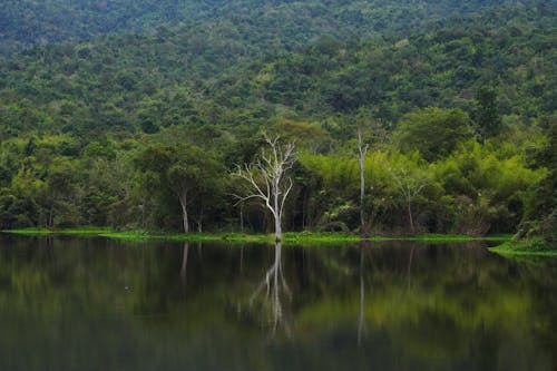 Ảnh lưu trữ miễn phí về cây, hồ, màu xanh lá
