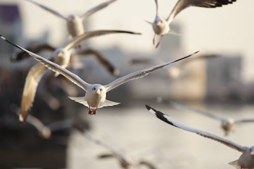 Flying Seagulls Birds