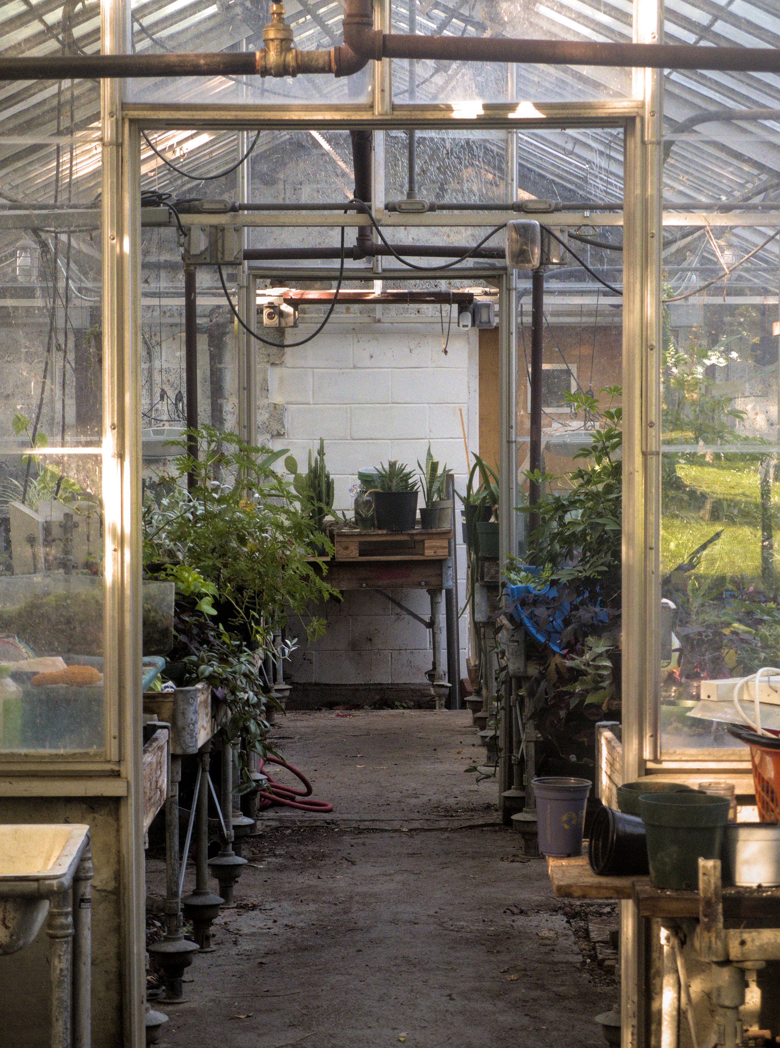 green plants and furniture in greenhouse