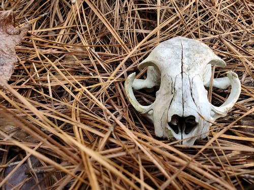 Foto profissional grátis de caveira, crânio animal, morte