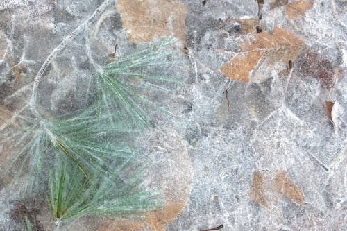 Foto profissional grátis de agulhas de pinheiro, folhas, gelo