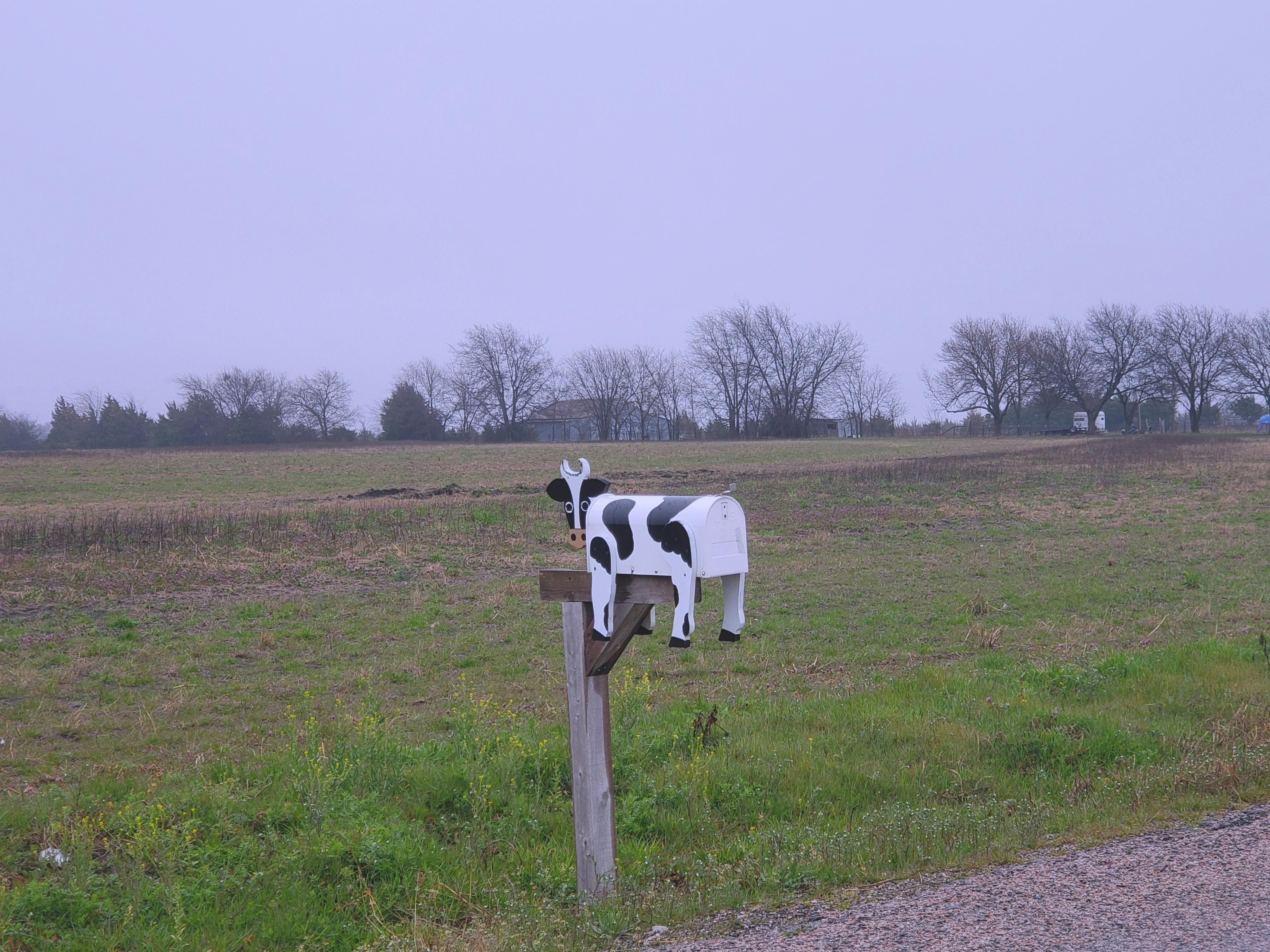 Free stock photo of cow, mail box, postal box