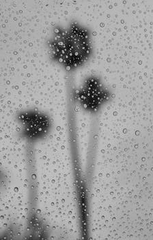 Captivating black and white photo of palm trees seen through rain-covered window in Redlands, CA.
