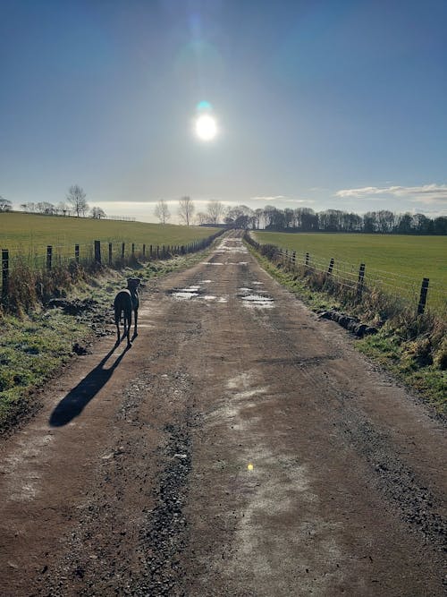 Imagine de stoc gratuită din Anglia, câine, drum de țară