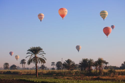 View of Hot Air Balloons Flying over Palm Trees
