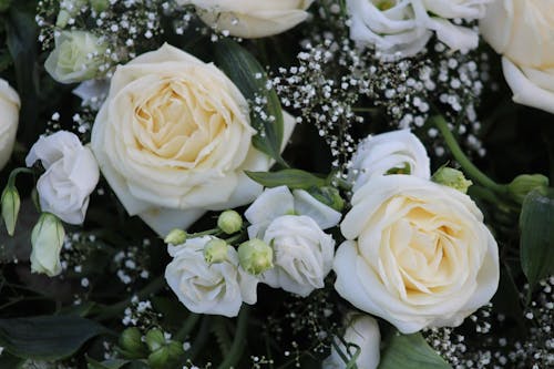 Gratis stockfoto met witte rozen