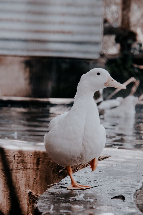 Free A close-up of a white Pekin duck standing by the pond, showcasing its natural habitat. Stock Photo