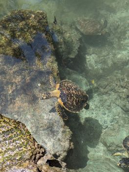 A hawksbill sea turtle swimming over coral in Nungwi, Tanzania. Perfect for wildlife enthusiasts.