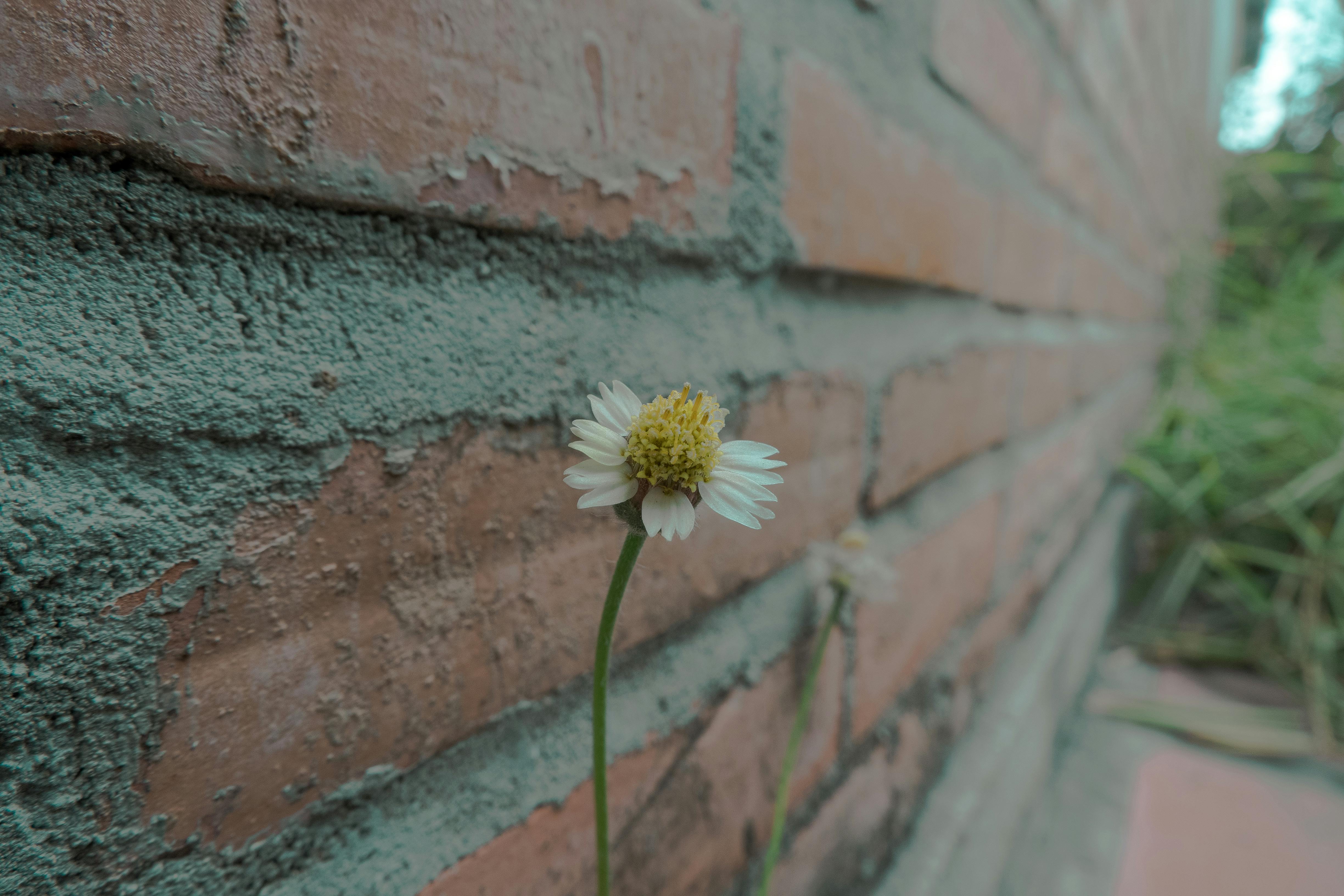 Free stock photo of brick wall, cool wallpaper, flower
