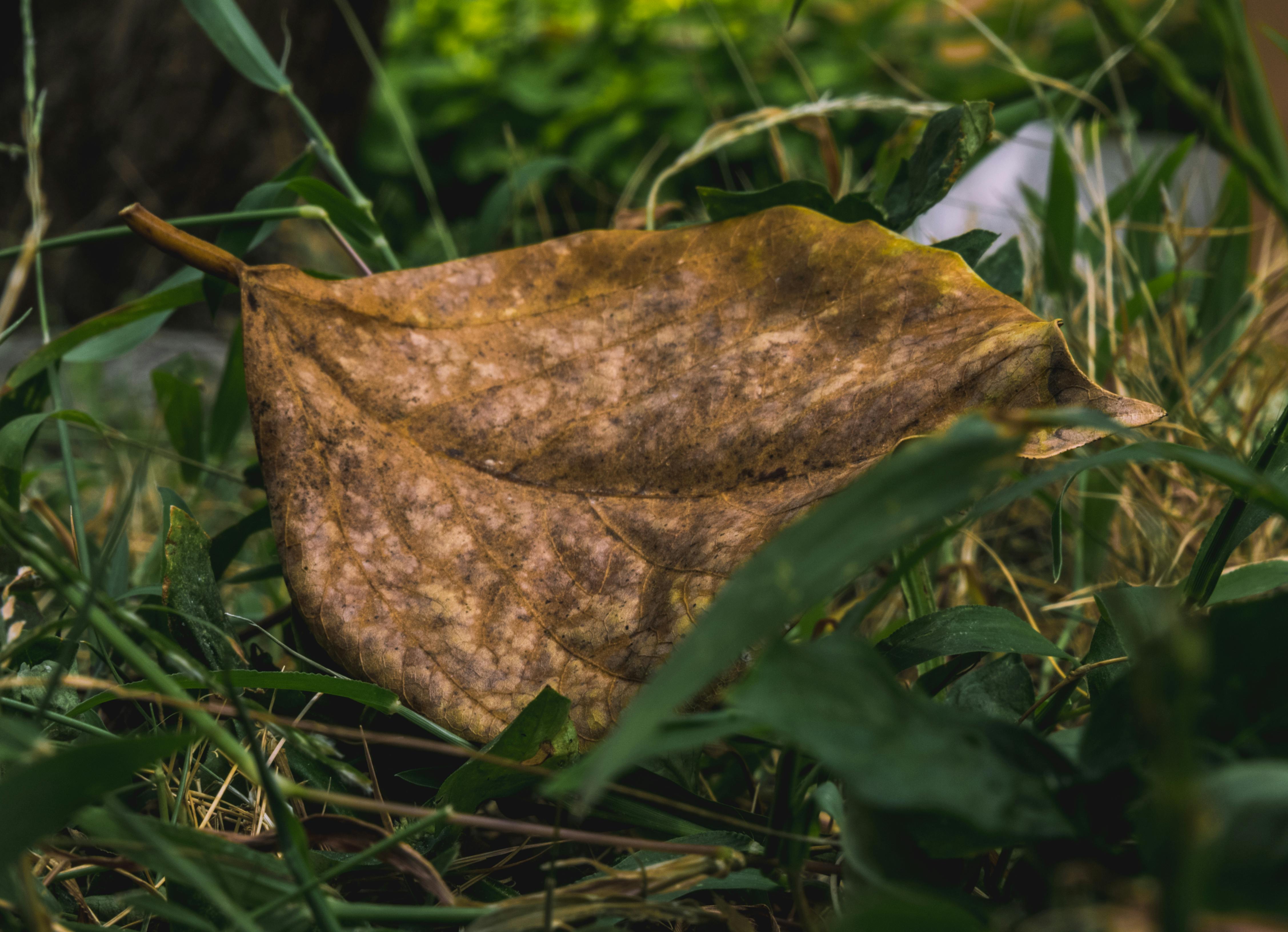 Free stock photo of leaf wilting, lonely, vintage