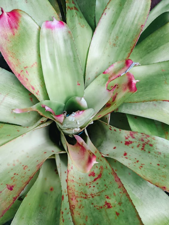 Closeup of Tropical Plant 