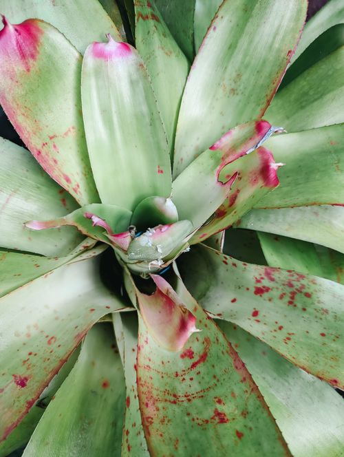 Free Detailed close-up of a green and pink tropical plant with speckled leaves. Ideal for botanicals and nature themes. Stock Photo