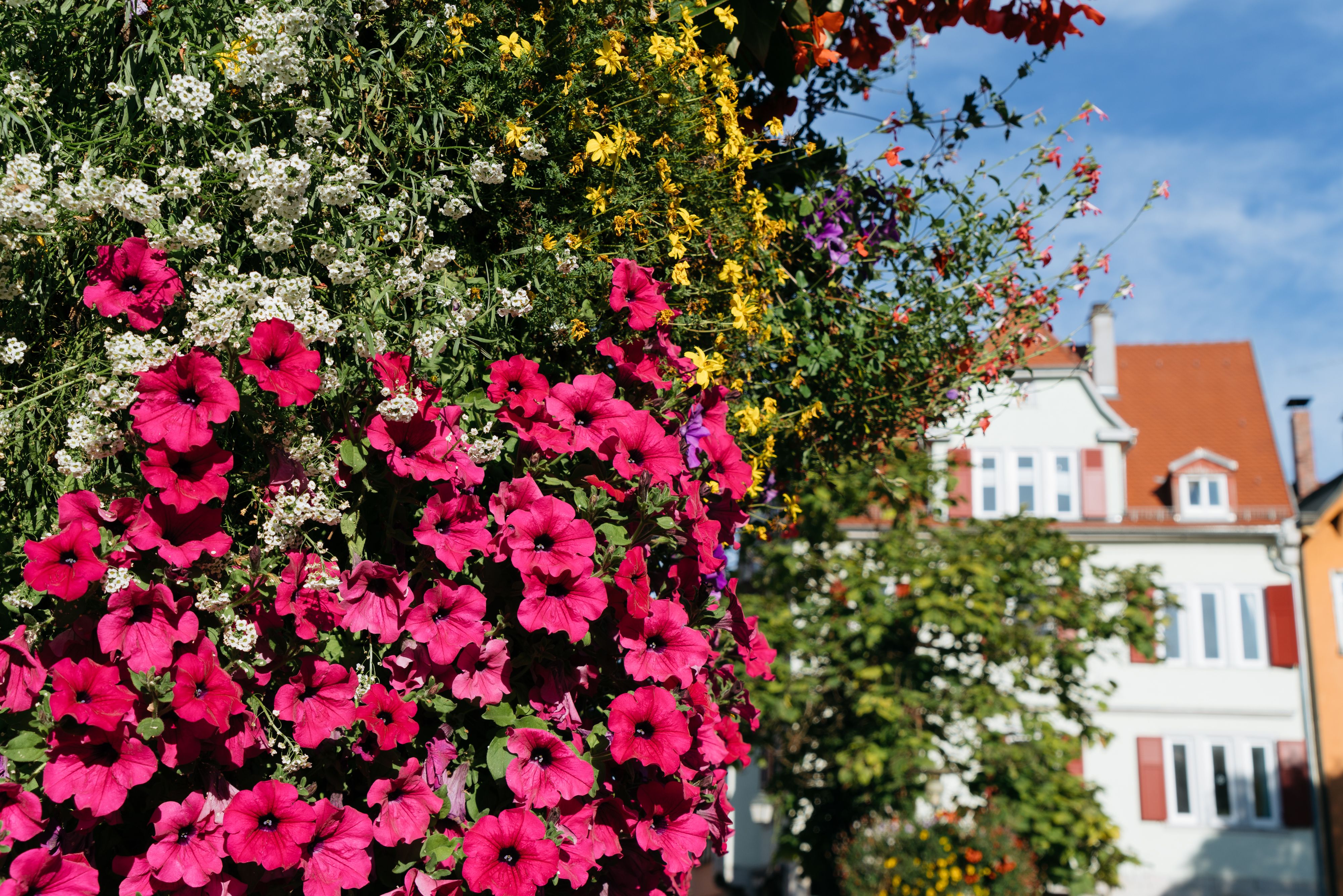 Bright pink petunias and colorful blooms against traditional Tübingen architecture.