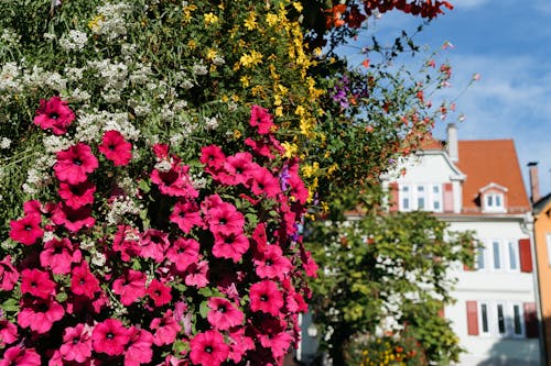 คลังภาพถ่ายฟรี ของ ความงาม, ดอกพิทูเนีย, ดอกไม้สีชมพู