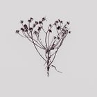 Botanical line-art study of dried flowers — photo by Anton Ivanov on Pexels