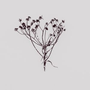 Dried-flower botanical print on a pale ground, photo by Anton Ivanov on Pexels
