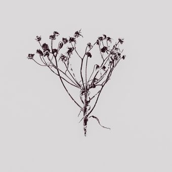 Minimalist black and white study of dried flowers — photo by Anton Ivanov on Pexels