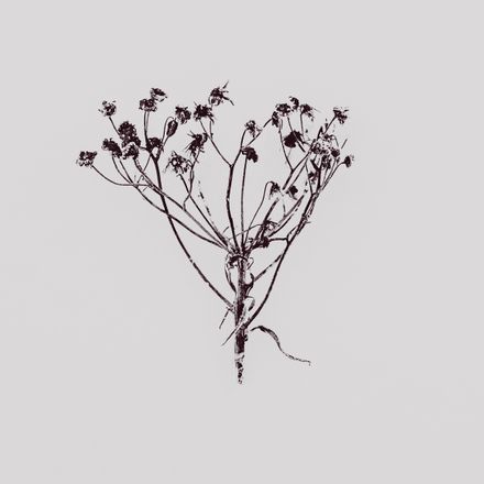 Monochrome dried-flower artwork — photo by Anton Ivanov on Pexels