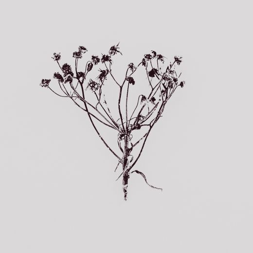 Minimalist monochrome study of dried flowers — photo by Anton Ivanov on Pexels