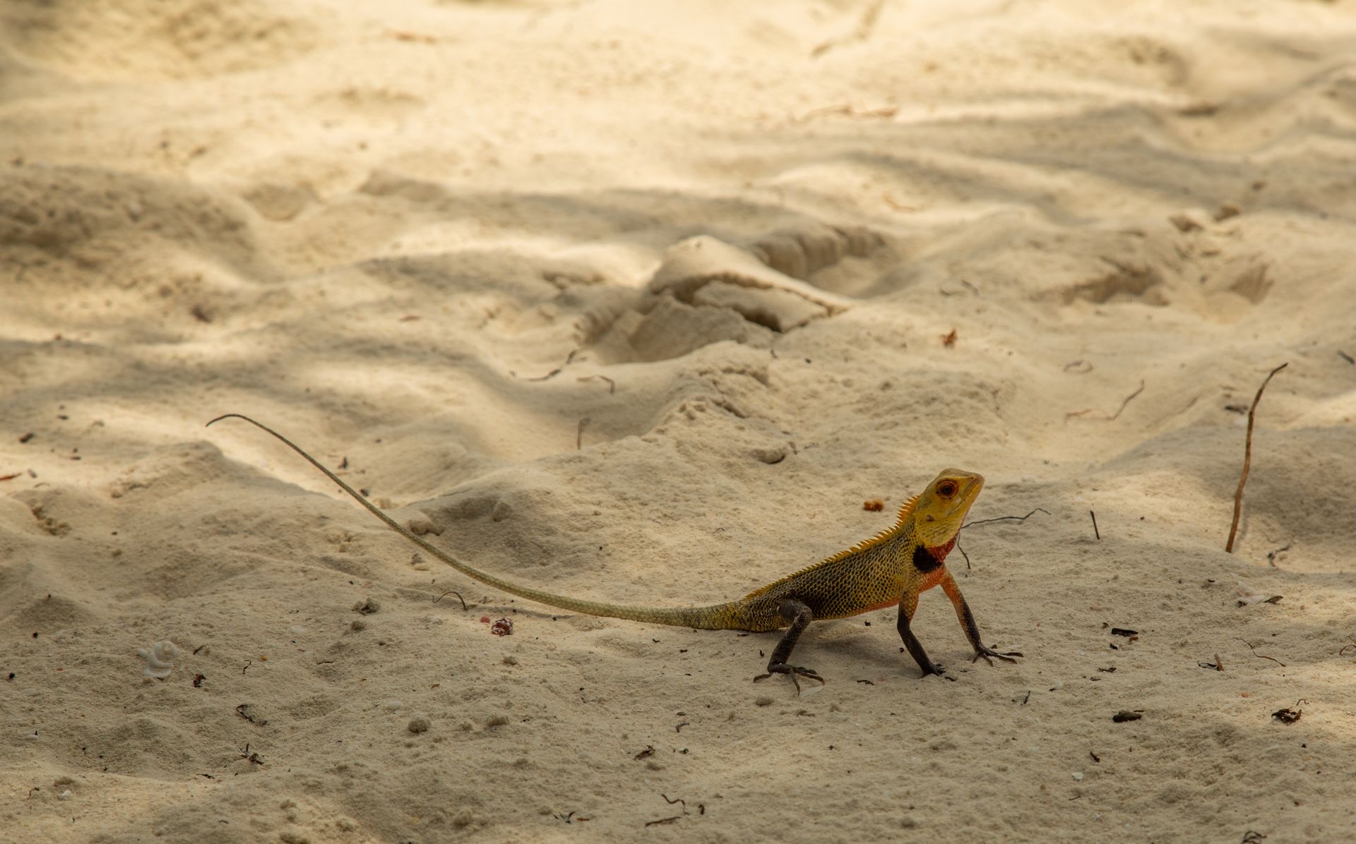 Lizard on a Desert