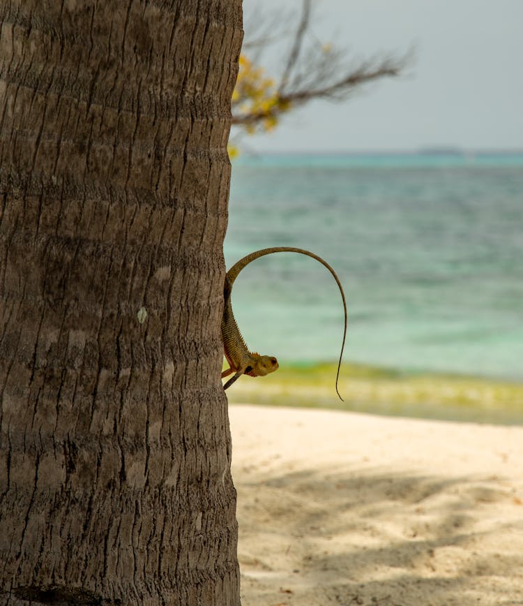 Lizard On A Tree By The Beach 