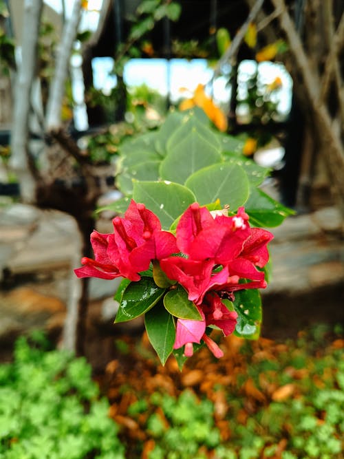 Free stock photo of bougainvillea, bougainvilleas, green