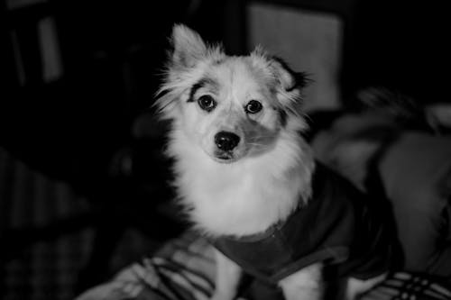 Black and White Photography of a Cute Dog 