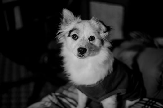 Adorable canine captured in grayscale, evoking a serene mood.