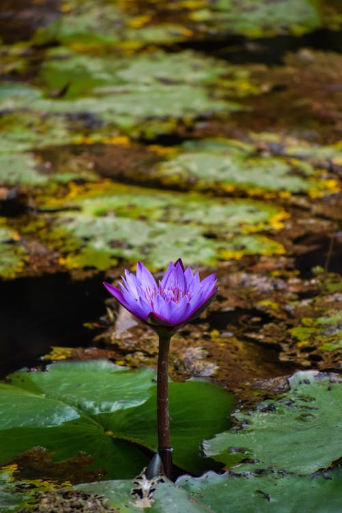 Foto profissional grátis de estame, fechar-se, flor