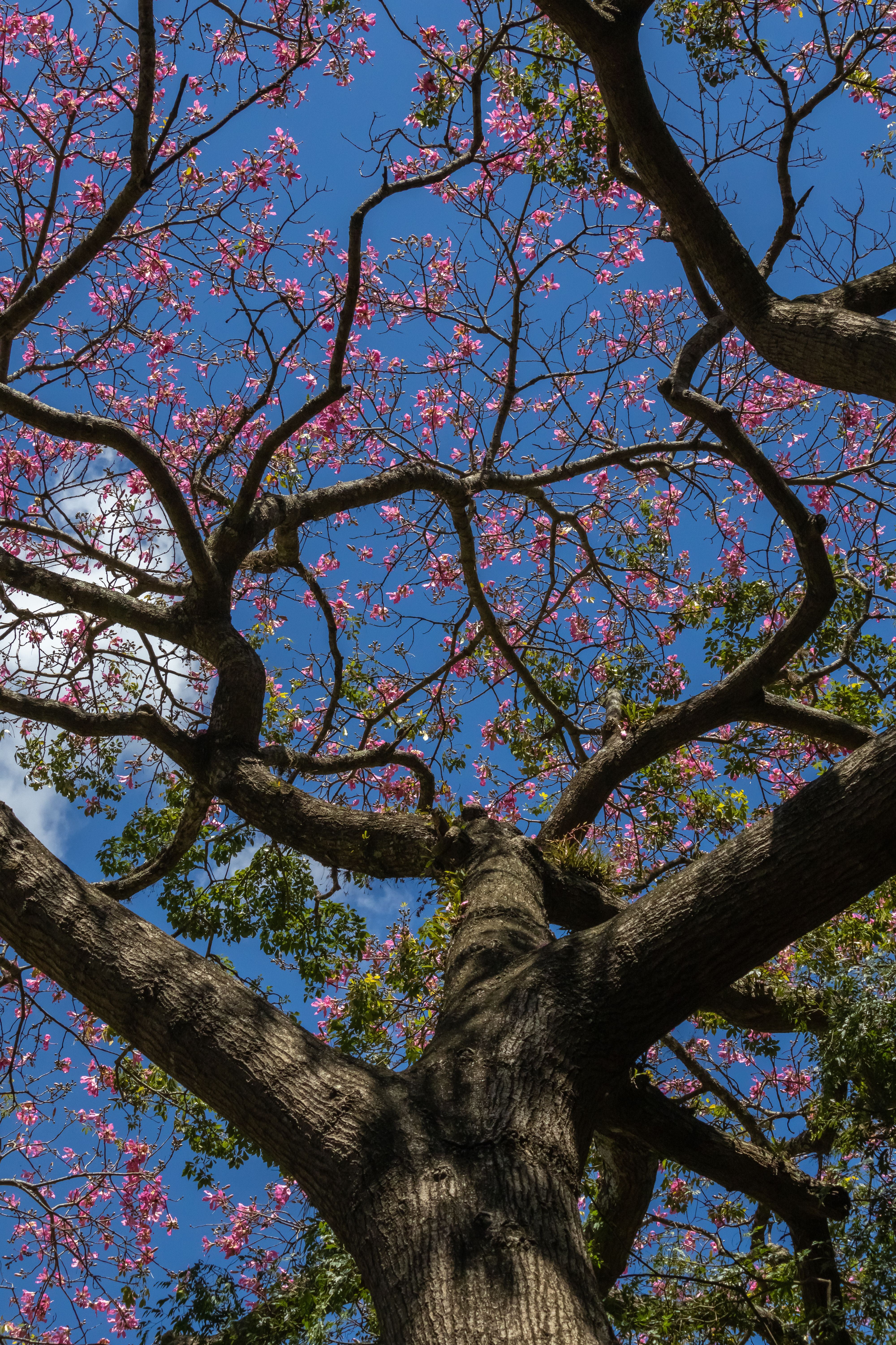 Low Angle Shot of an Autumnal Tree under Blue Sky · Free Stock Photo