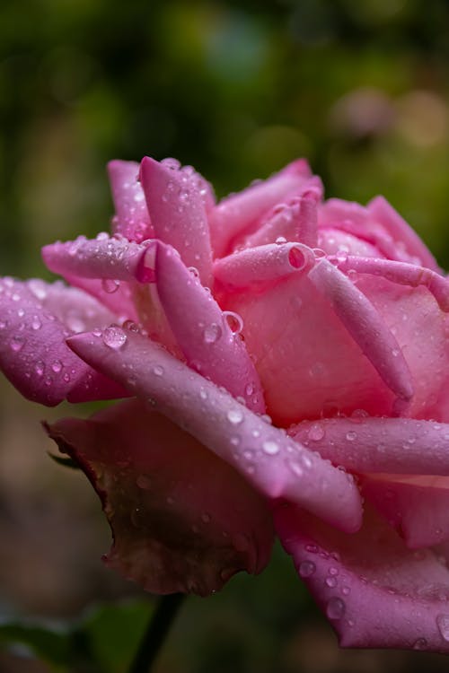 Close-up of a Pink Rose with Water Droplets on Petals