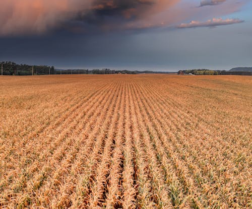 View of a Cropland under a Cloudy Sky 