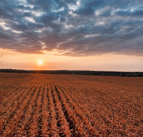 View of a Cropland at Sunset 