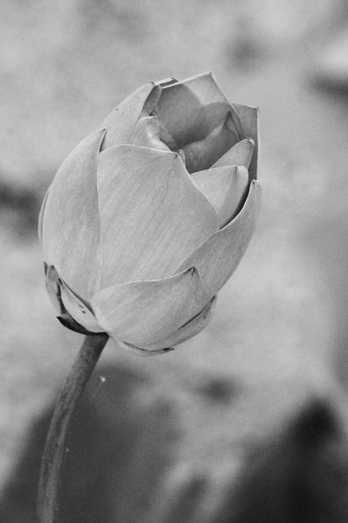 Head of a Blooming Lotus Flower