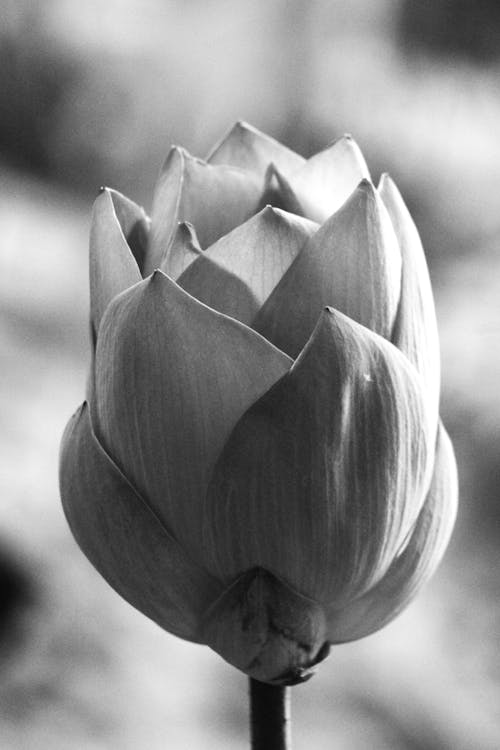 Darmowe zdjęcie z galerii z czarno-biały, kwiat, pionowy strzał